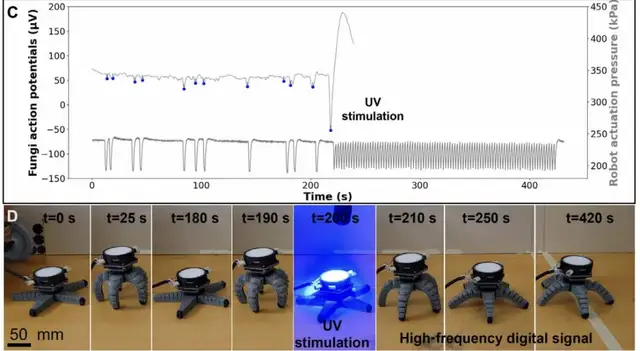 用杏鲍菇控制机器人运动!康奈尔等新研究登Science子刊