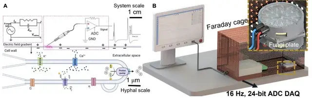 用杏鲍菇控制机器人运动!康奈尔等新研究登Science子刊