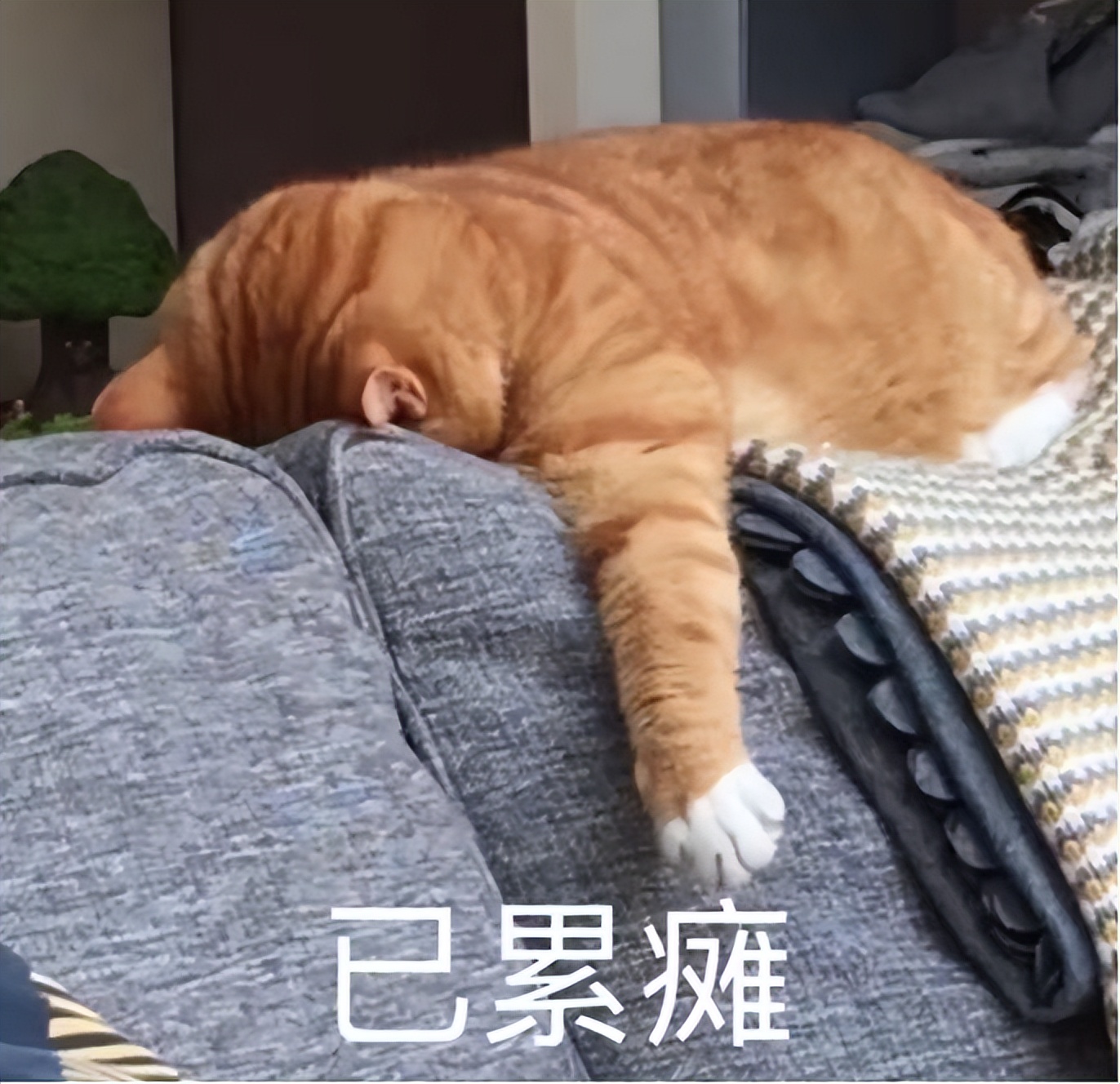 哈佛女生AI电商创业,19岁华人,刚获投百万美元 哈佛女生AI电商创业,19岁华人,刚获投百万美元