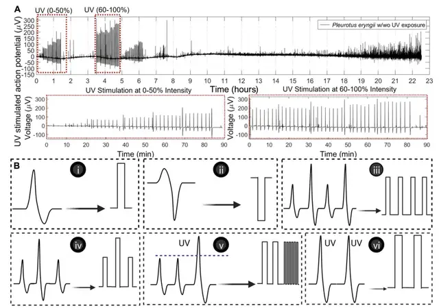 用杏鲍菇控制机器人运动!康奈尔等新研究登Science子刊