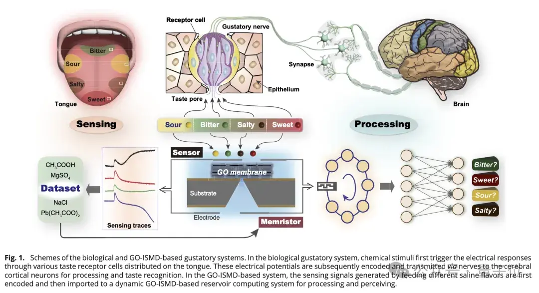 AI有味觉了:分辨可乐和咖啡,只需“尝一尝”丨Nature