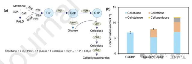 人类能从空气里造糖了！我国科学家首次实现二氧化碳人工合成蔗糖