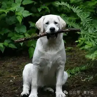 GPT搜索引擎原型曝光!新模型GPT4-Lite驱动,代码已上传