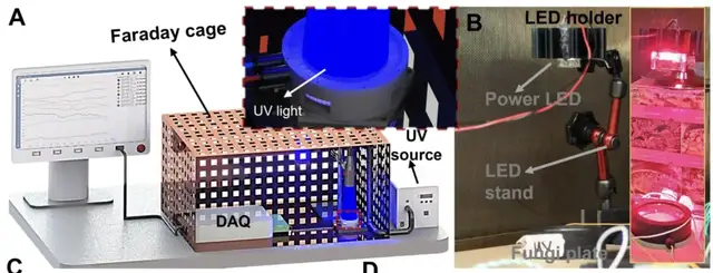 用杏鲍菇控制机器人运动!康奈尔等新研究登Science子刊