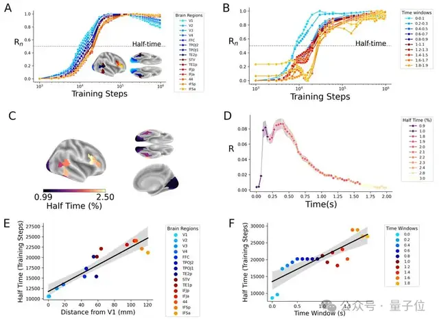最新研究揭示视觉模型与人脑的对齐机制