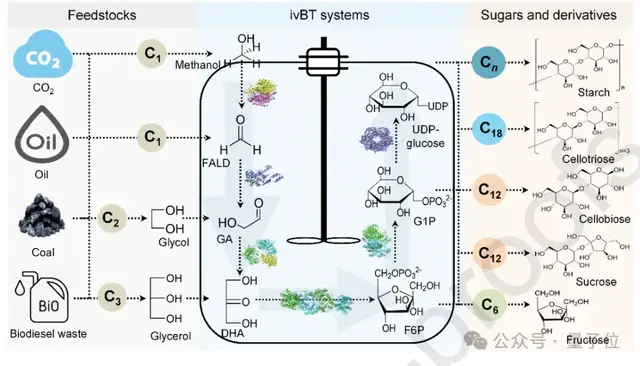 人类能从空气里造糖了！我国科学家首次实现二氧化碳人工合成蔗糖