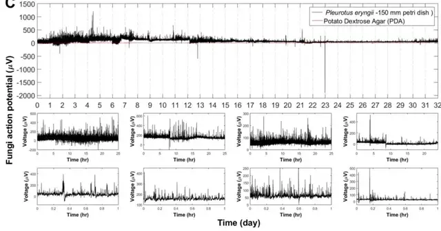 用杏鲍菇控制机器人运动!康奈尔等新研究登Science子刊