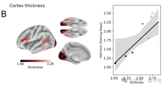 最新研究揭示视觉模型与人脑的对齐机制
