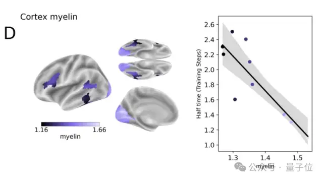 最新研究揭示视觉模型与人脑的对齐机制
