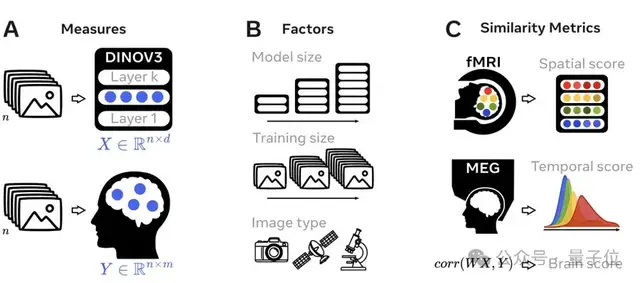 最新研究揭示视觉模型与人脑的对齐机制