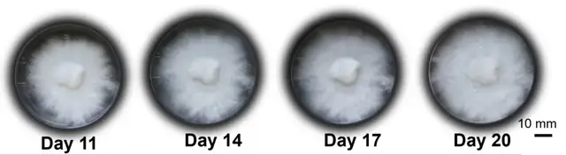 用杏鲍菇控制机器人运动!康奈尔等新研究登Science子刊