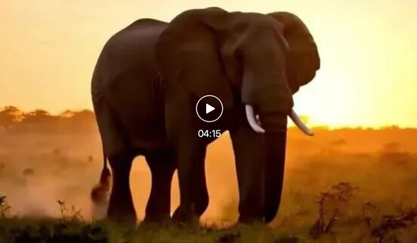 字节Self-Forcing++实现分钟级AI视频生成