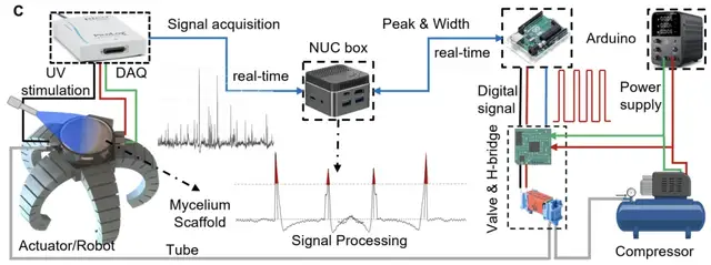 用杏鲍菇控制机器人运动!康奈尔等新研究登Science子刊