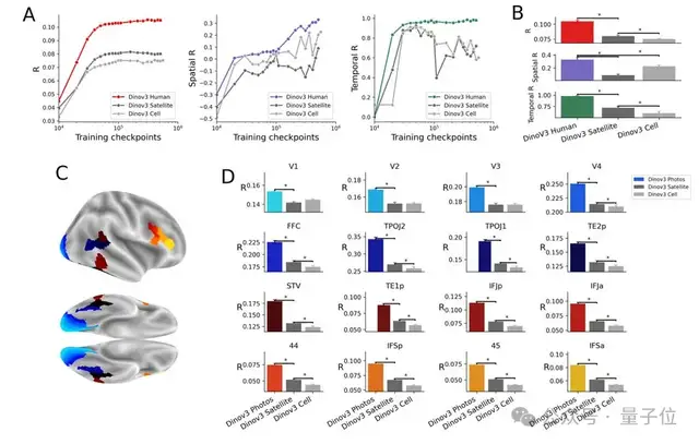 最新研究揭示视觉模型与人脑的对齐机制