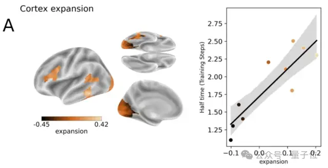 最新研究揭示视觉模型与人脑的对齐机制