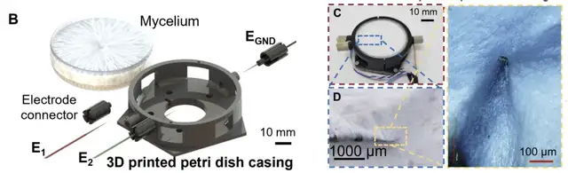 用杏鲍菇控制机器人运动!康奈尔等新研究登Science子刊